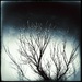 Dramatic Dead tree by aq21