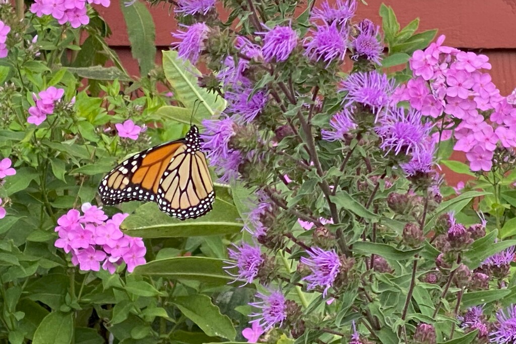 A monarch should be happy in this garden by tunia