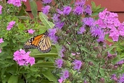 6th Sep 2023 - A monarch should be happy in this garden