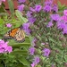 A monarch should be happy in this garden by tunia