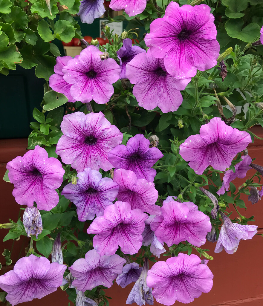 Some petunias by mittens