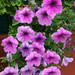 Some petunias by mittens