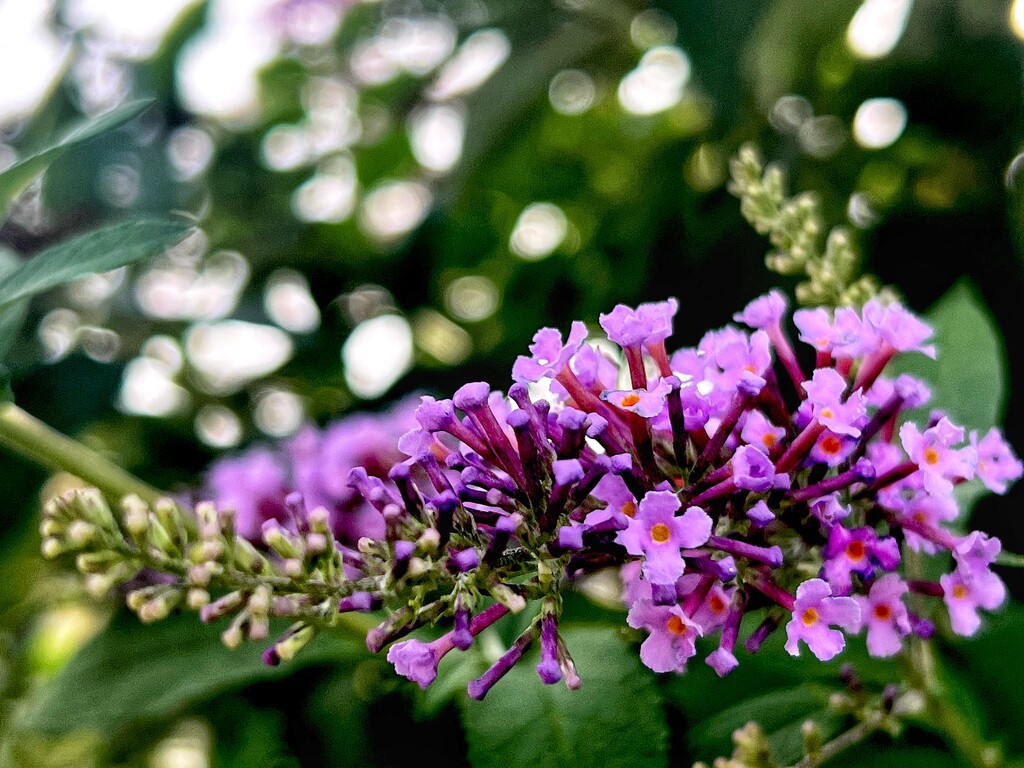 Lilac in Bokeh  by rensala