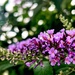 Lilac in Bokeh  by rensala