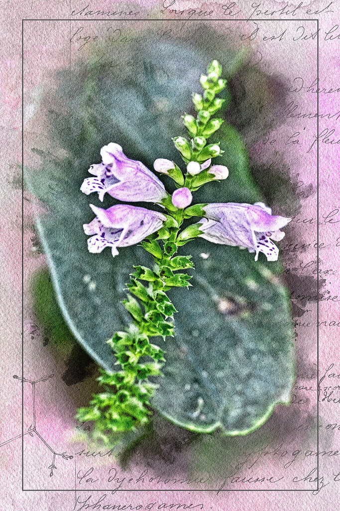 Obedient Plant by gardencat