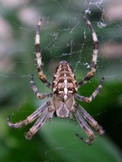 6th Sep 2023 - Garden Spider