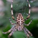 Garden Spider by 30pics4jackiesdiamond