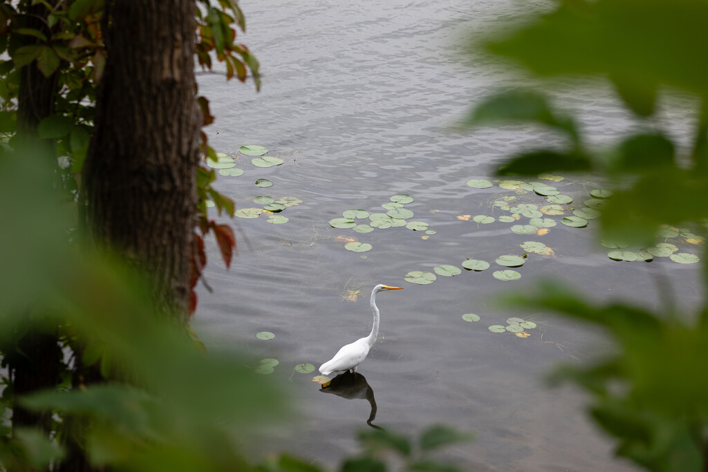 Egret by tosee