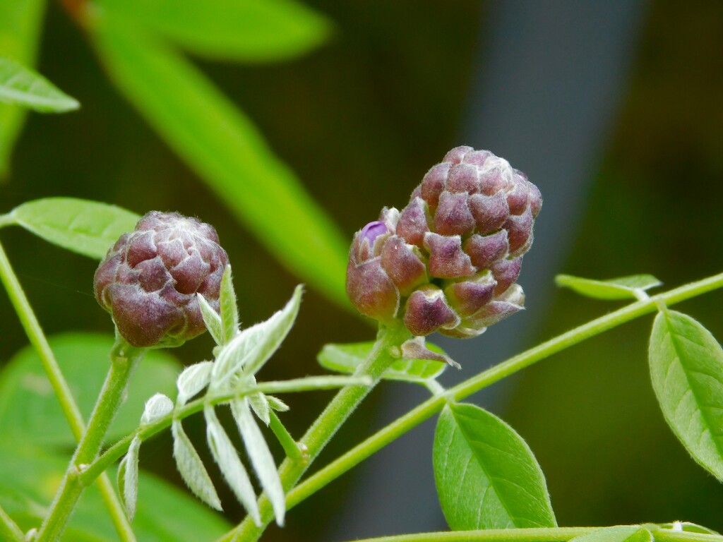 Second flowering on our Wisteria by 365anne