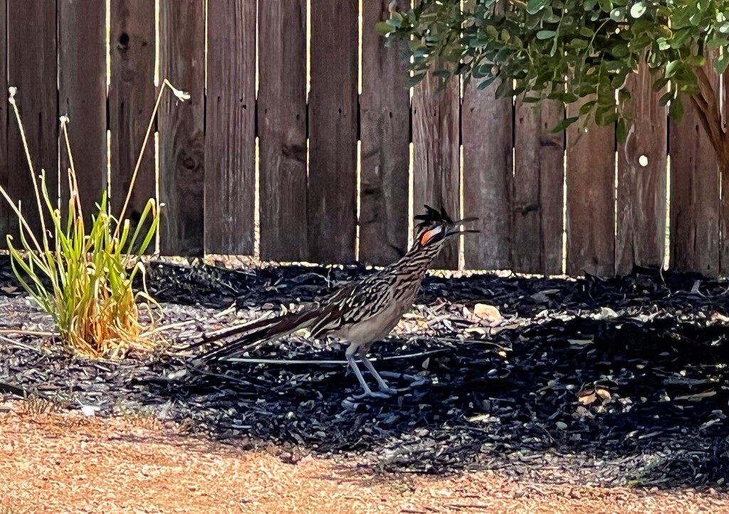 Roadrunner  by dkellogg