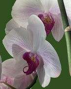 6th Sep 2023 - Orchid