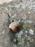 6th Sep 2023 - from the little acorn ...