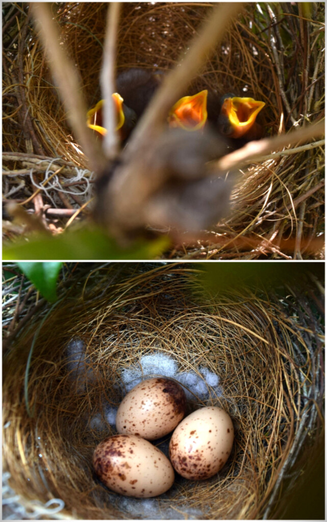 Three ( Hungry )  Little Baby Birds ~ by happysnaps