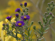 6th Sep 2023 - New England aster