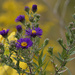 New England aster by rminer