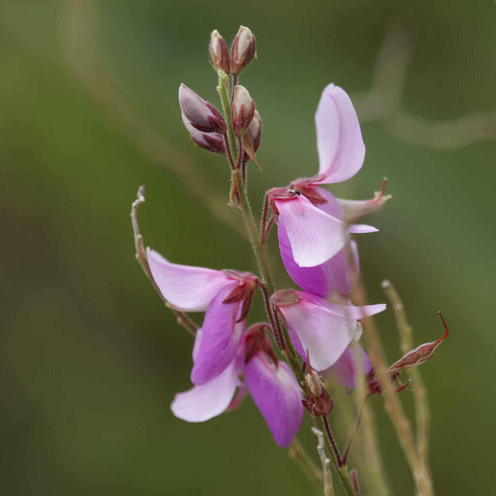 Showy tick-trefoil by rminer