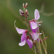 6th Sep 2023 - Showy tick-trefoil