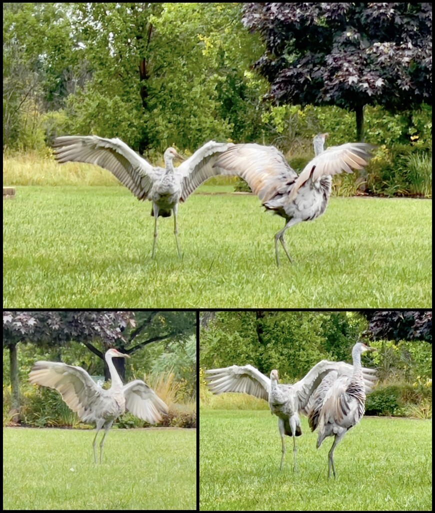 Dancing Cranes by eahopp