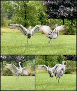 6th Sep 2023 - Dancing Cranes