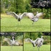 Dancing Cranes by eahopp