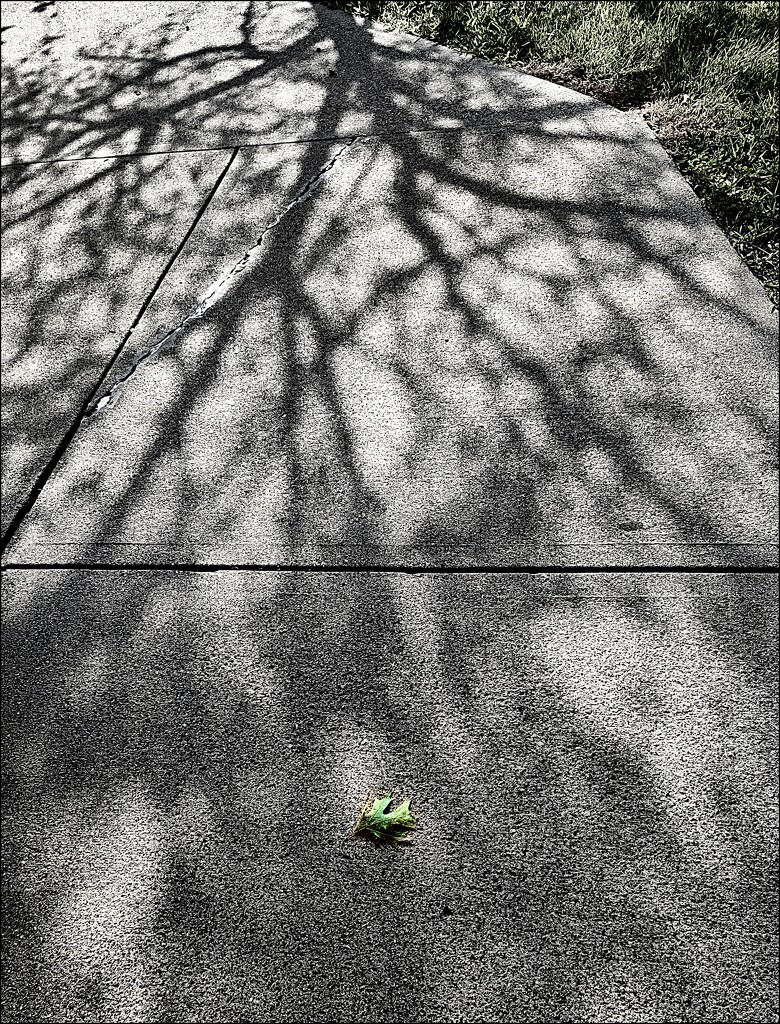 Shadow Tree by olivetreeann