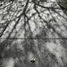 Shadow Tree by olivetreeann