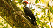 6th Sep 2023 - Male Pileated Woodpecker!