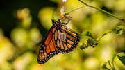 6th Sep 2023 - Monarch Butterfly With a Label!