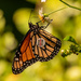 Monarch Butterfly With a Label! by rickster549