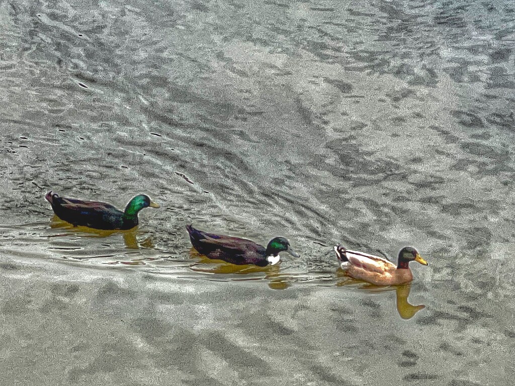 ducks in a row by amyk