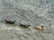 6th Sep 2023 - ducks in a row