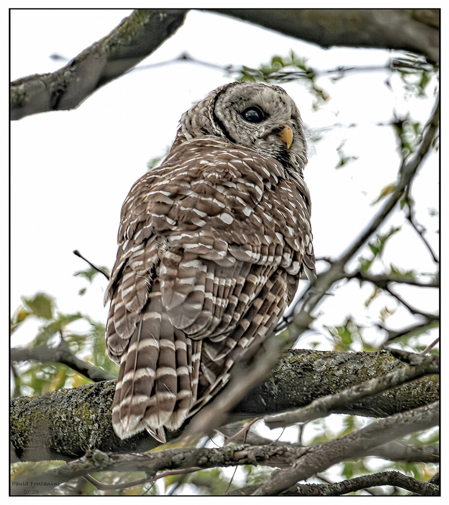 Barred Owl! by bluemoon