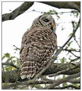 6th Sep 2023 - Barred Owl!