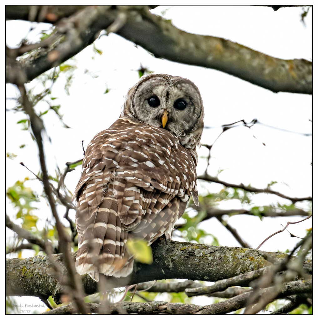 Barred Owl Sittin in a Tree! by bluemoon