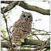 Barred Owl Sittin in a Tree!