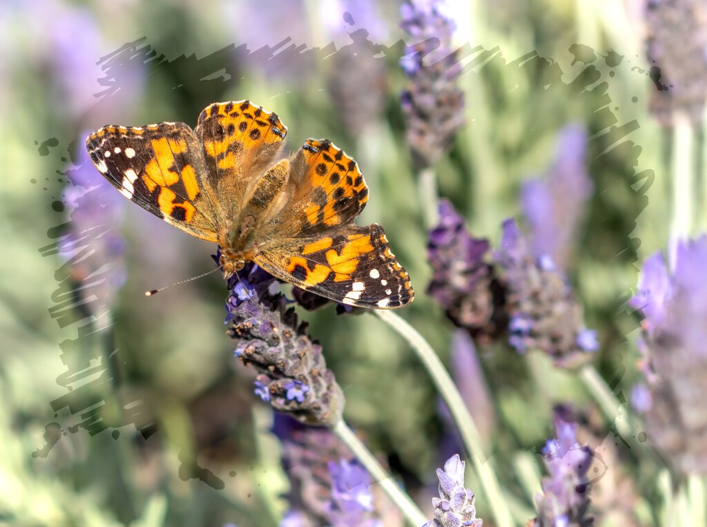 Enjoying the lavender by ludwigsdiana