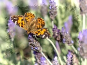 6th Sep 2023 - Enjoying the lavender