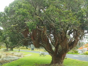 7th Sep 2023 - Sooc NF one of the trees water front Paihia