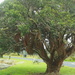 Sooc NF one of the trees water front Paihia by Dawn