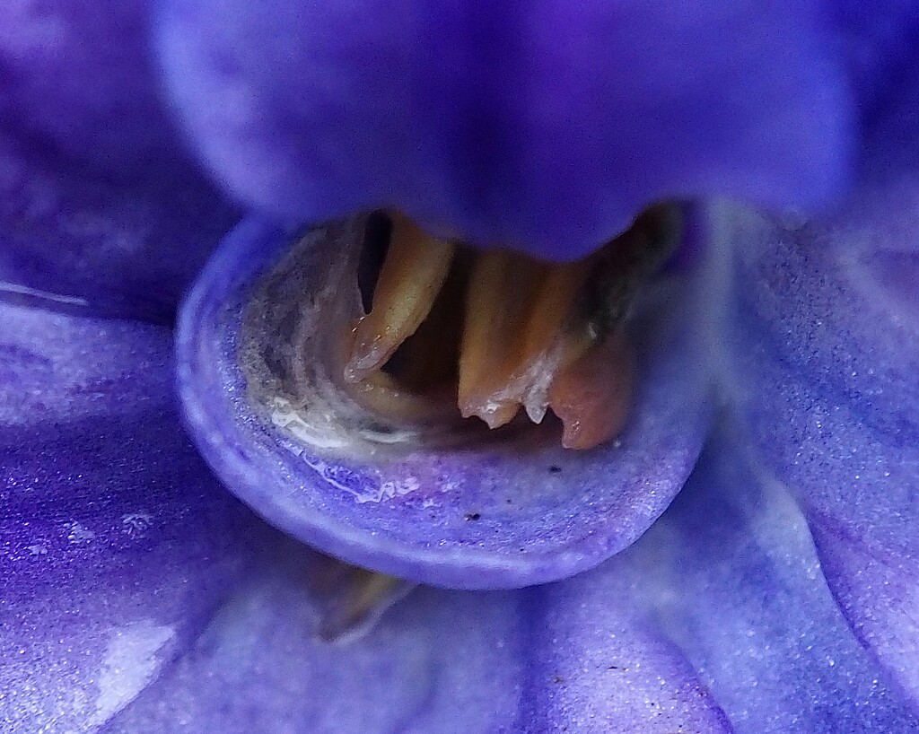 Down the throat of the hyacinth flower   (Macro) by Dawn