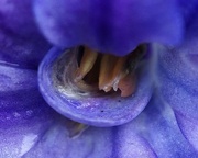 7th Sep 2023 - Down the throat of the hyacinth flower   (Macro)