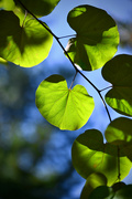 5th Sep 2023 - Native Redbud Leaves