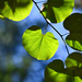 Native Redbud Leaves by ososki