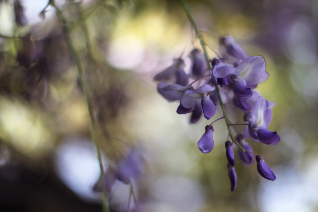 Wisteria dreaming by jeneurell