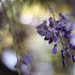 Wisteria dreaming by jeneurell