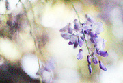 7th Sep 2023 - Photoshop: Wisteria painting