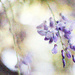 Photoshop: Wisteria painting by jeneurell