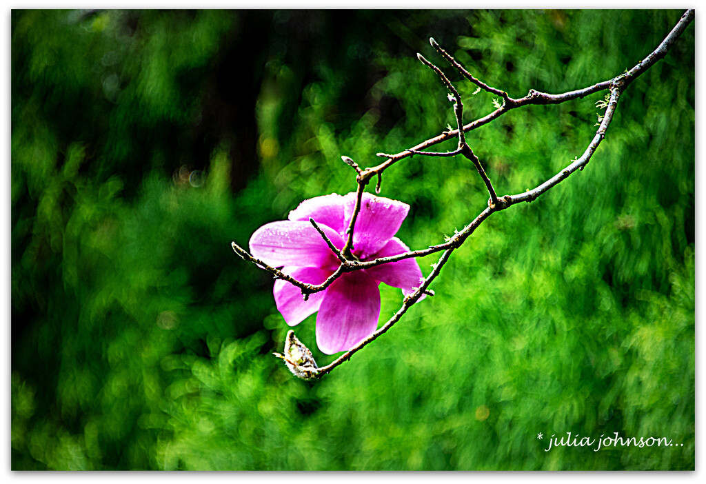 Magnolia.. by julzmaioro