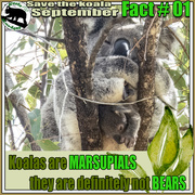 1st Sep 2023 - Save the koala September