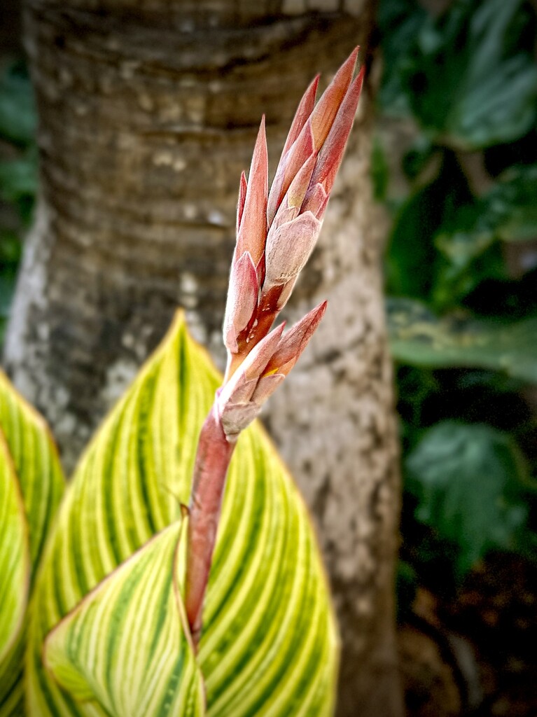 Canna Lily Bud by cocokinetic